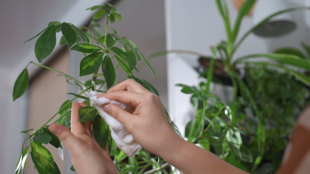 Close up hand view wiping moisture from green leaf surface with soft white towel, capturing delicate plant care gesture in indoor environment, emphasizing nurturing motion and fresh foliage