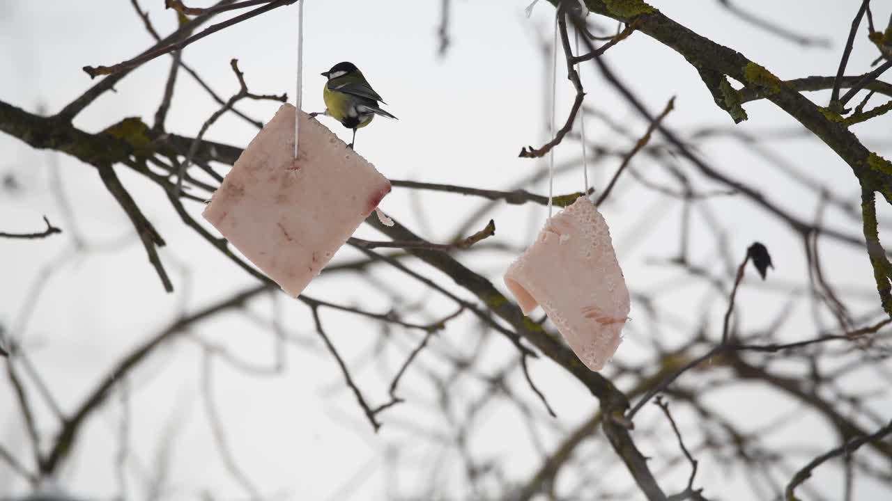 라드 스트립을 먹는 동안 나무에 자리 잡은 그레이트 블루 팃 참새목 새