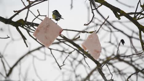 gran pájaro paseriforme de tit azul posado en un árbol mientras come tiras de manteca de cerdo
