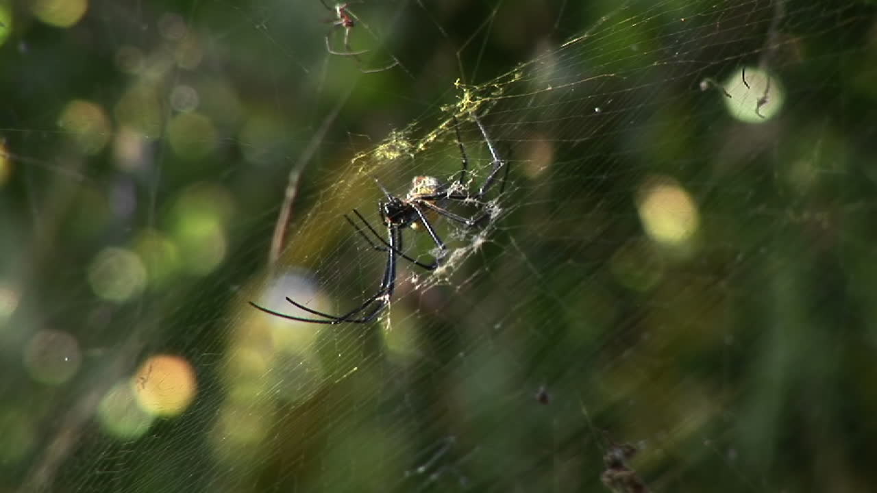 큰 거미가 정글이나 열대 우림에서 웹을 돌립니다.