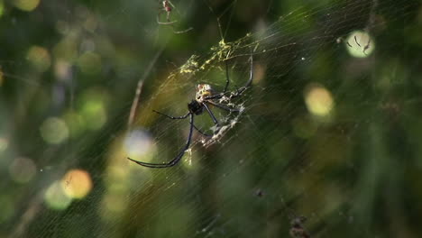 a large spider spins a web in a jungle or rainforest