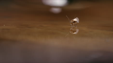 barklouse luchando para caminar sobre el agua