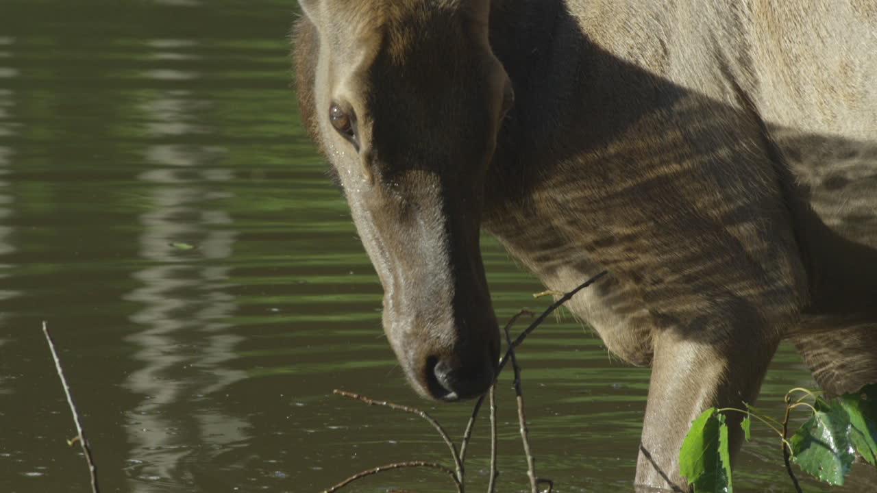 vida silvestre canadiense: majestuosos ciervos caminando a lo largo de las orillas de un río
