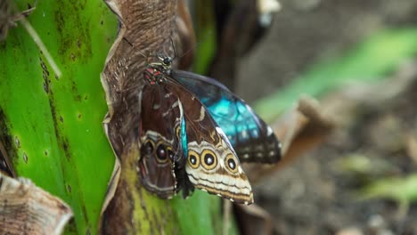 butterfly macro 14