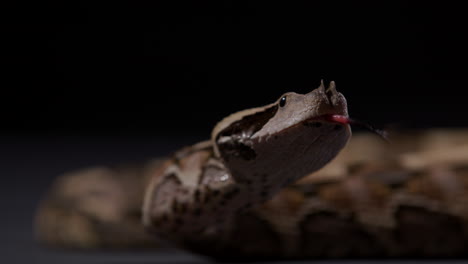 la serpiente gaboon mira a su alrededor con curiosidad - cerca de la cara y los cuernos