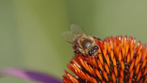 macro of a busy bee drinking nectar on orange coneflower in sunlight during daytime