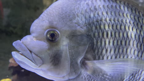 close-up of a cichlid fish in an aquarium