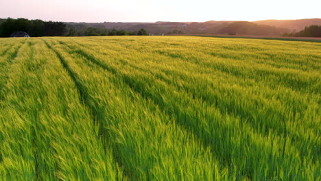 Luz-Dorada-Del-Atardecer-Bañada-Sobre-Campo-De-Trigo-Verde