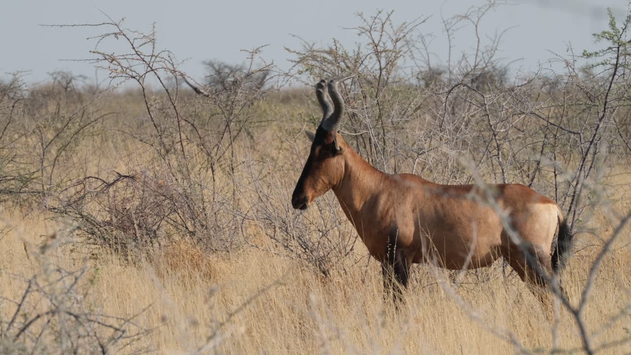 retrato lateral de hartebeest rojo de pie en llanuras abiertas en áfrica
