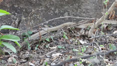 indian king cobra  in forest area finding for food