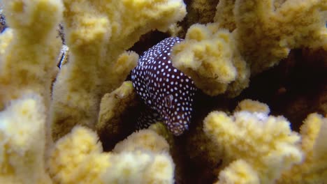primer plano de anguila morena de boca blanca escondida en coral amarillo difuso