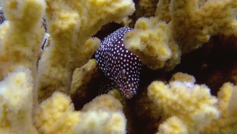 close up shot of white mouth moray eel hiding in fuzzy yellow coral