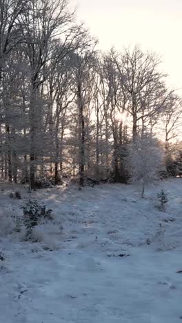 el amanecer del bosque nevado