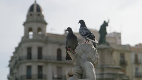 close up of two pigeons in the main square in tarragona spain