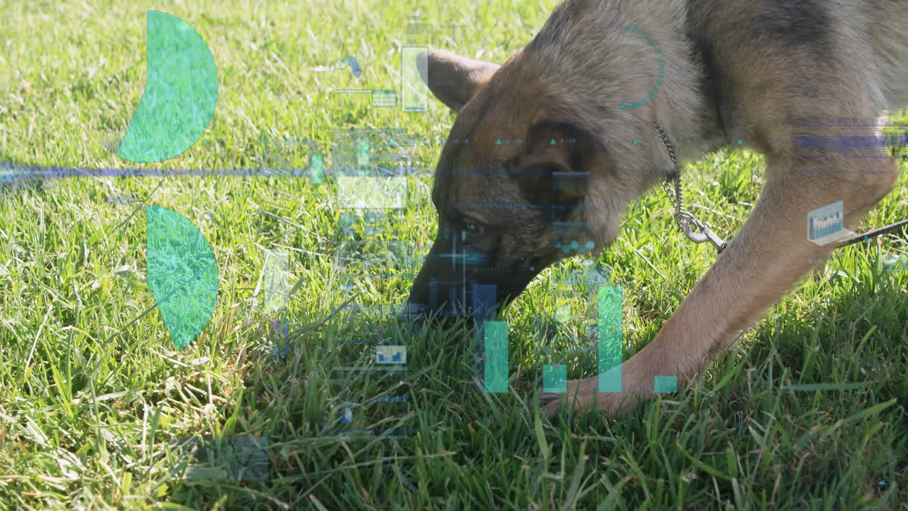 Sniffing grass, dog with digital data processing animation overlay in park