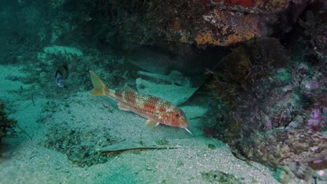 Orangefarbene-Fische-Schwimmen-Im-Tiefen,-Klaren-Meer