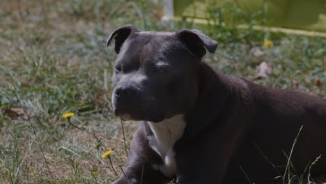 staffordshire bull terrier sitzt auf dem gras - close-up