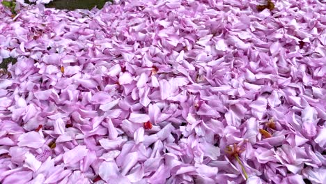 beautiful pink blossom covering a grey path. 4k