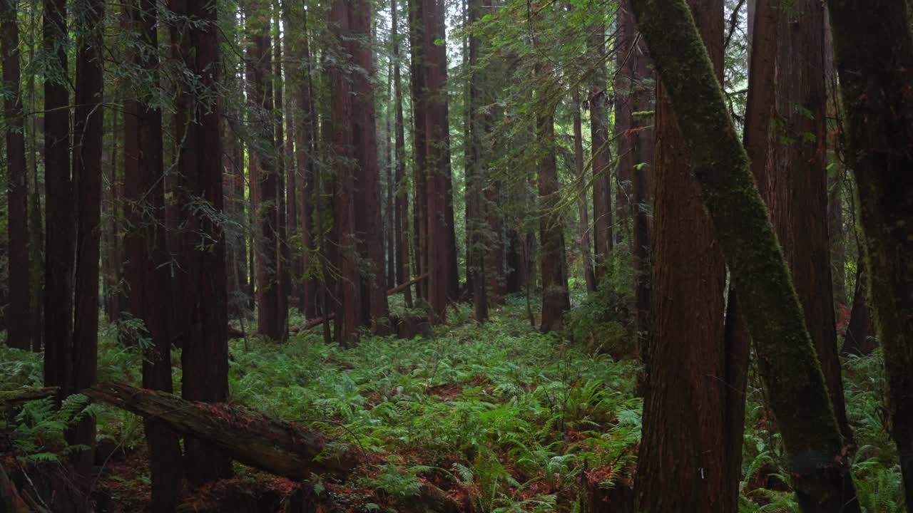 Foresta del Parco Nazionale e Statale di Redwood, California, con nebbia, pioggia e foschia mattutina, piante alte, dense e lussureggianti. Sinkyone Wilderness, sequoie, paesaggio selvaggio nuvoloso e pacifico. La natura scorre lentamente a sinistra.