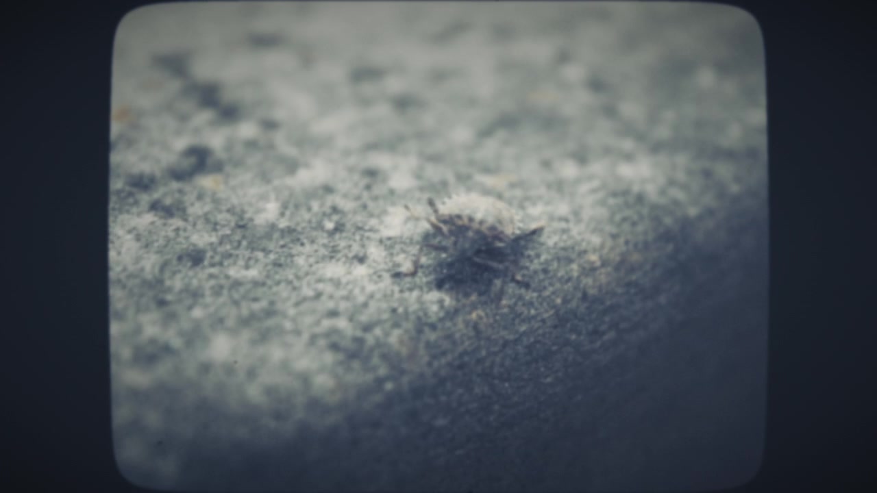 Small bug crawling on a stone wall