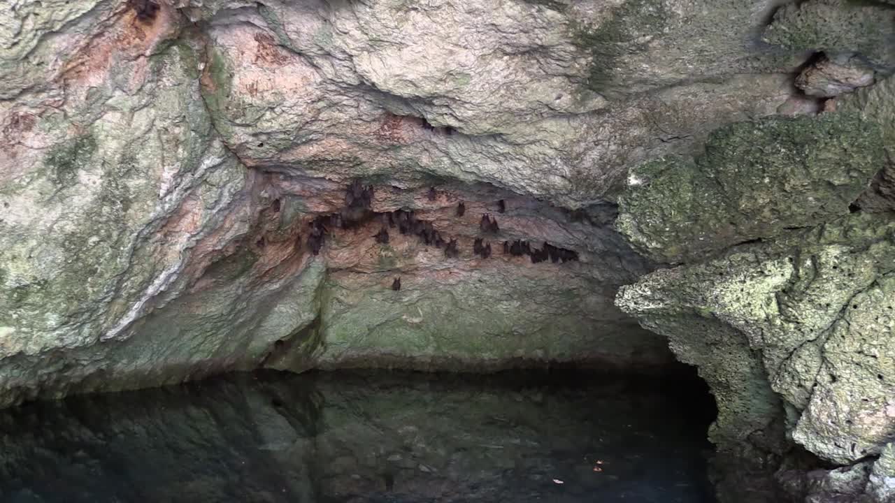 과일 박쥐는 쿠바의 동굴 깊은 곳에서 살고 있습니다.