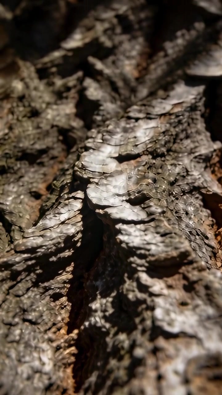 Video verticale: La messa a fuoco dell'obiettivo che si sposta rivela una fessura nella corteccia sul tronco, mostrando una cresta e studiando la texture.