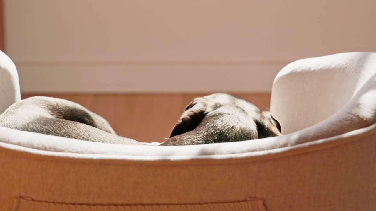 The back of a black and tan dachshund is seen as he sleeps curled up in his bed, basking in the indoor winter sunlight.