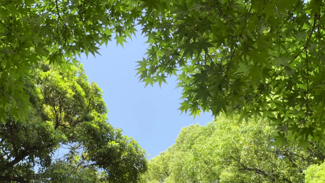 Looking up at beautiful blue sky in between lush green tree tops