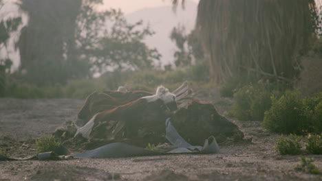 decaying animal carcass in an arid landscape