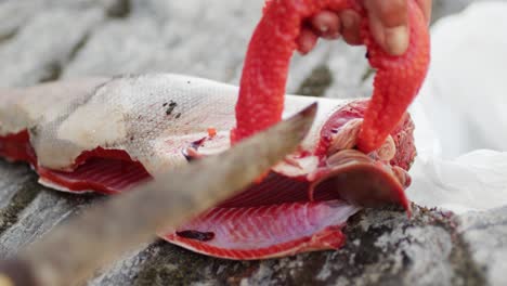 cutting, cleaning, and gutting a wild salmon with a knife