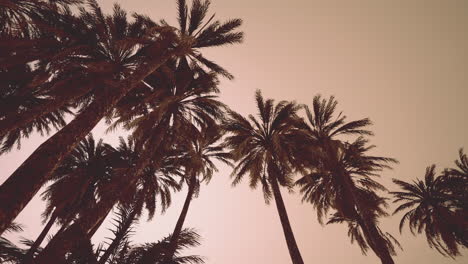 underside of the coconuts tree with clear sky and shiny sun