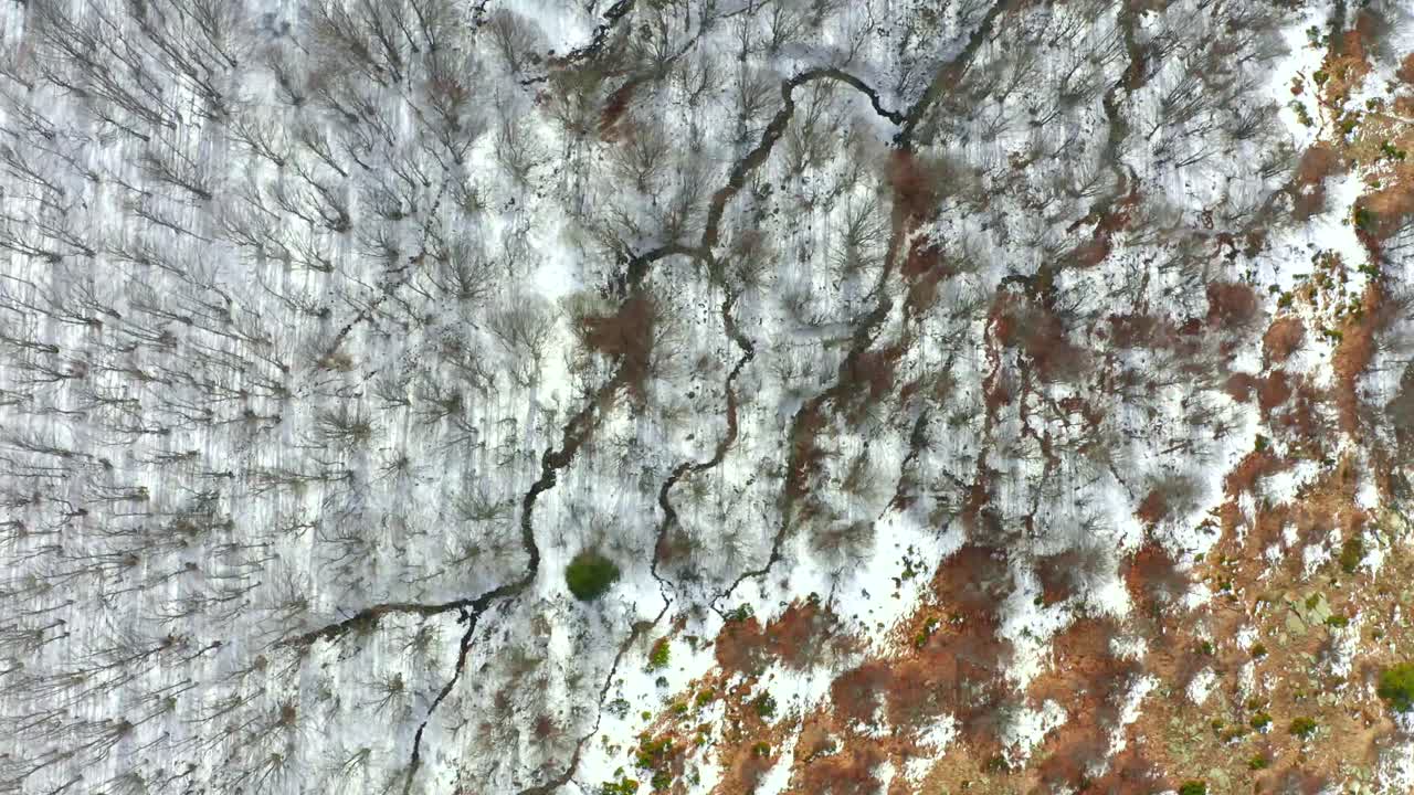 drone flight above a forest in winter. top down view of trees and snow