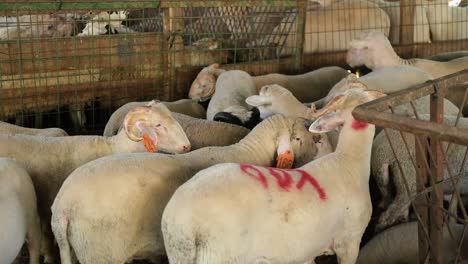 a sacrificial goat is being fed at a makeshift livestock market ahead of the muslim festival of eid al-adha, in turkey