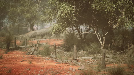 whispering path a serene journey through the enchanting australian bush