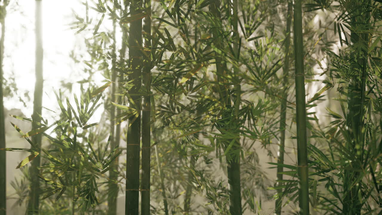 대나무 숲 을 가로지르는 빛