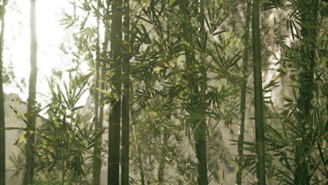la luz del sol filtrándose a través de un bosque de bambú