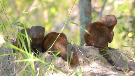 dwarf mongoose family perched on rocky outcrop surrounded by tall grass. alert curious creatures survey their savanna habitat with attentive postures while grooming themselves and others.