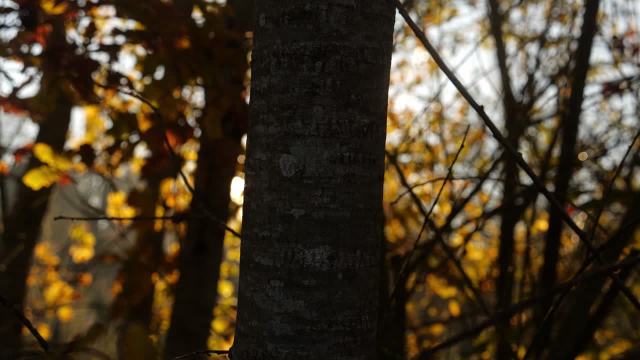 나무 뒤에서 해가 지고, 렌즈 플레어와 함께 측면 추적. 겨울 전에 가을 시즌을 위한 일러스트레이션