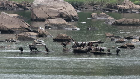 Algunos-Cormoranes-Sentados-En-Una-Roca-En-Un-Río-Disfrutando-De-La-Lluvia