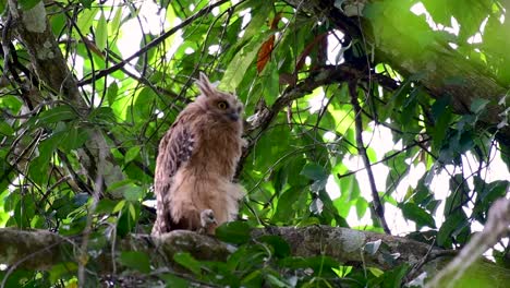 魚烏 (buffy fish owl) 是一個大型烏,但卻是四種烏中最小的