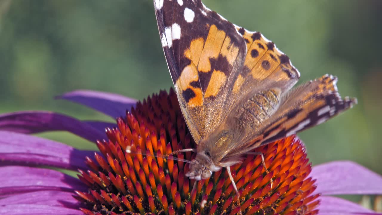 Scatto macro di una Vanessa dell'ortica arancione che raccoglie nettare da un'echinacea viola e poi vola via, su sfondo verde.