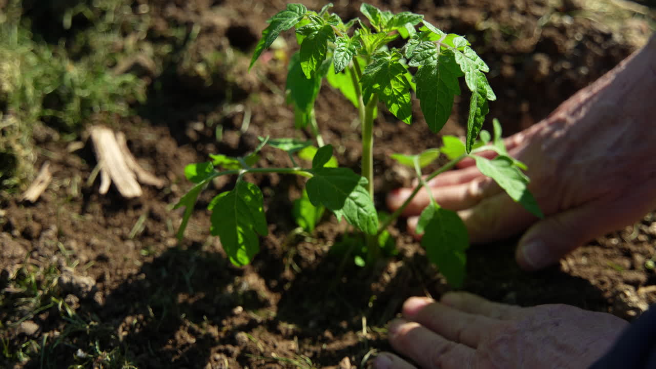 Close-up of hand doing garden work and planting a tomato