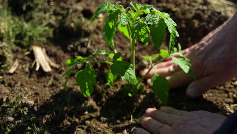 Nahaufnahme-Einer-Hand,-Die-Gartenarbeit-Verrichtet-Und-Eine-Tomate-Pflanzt