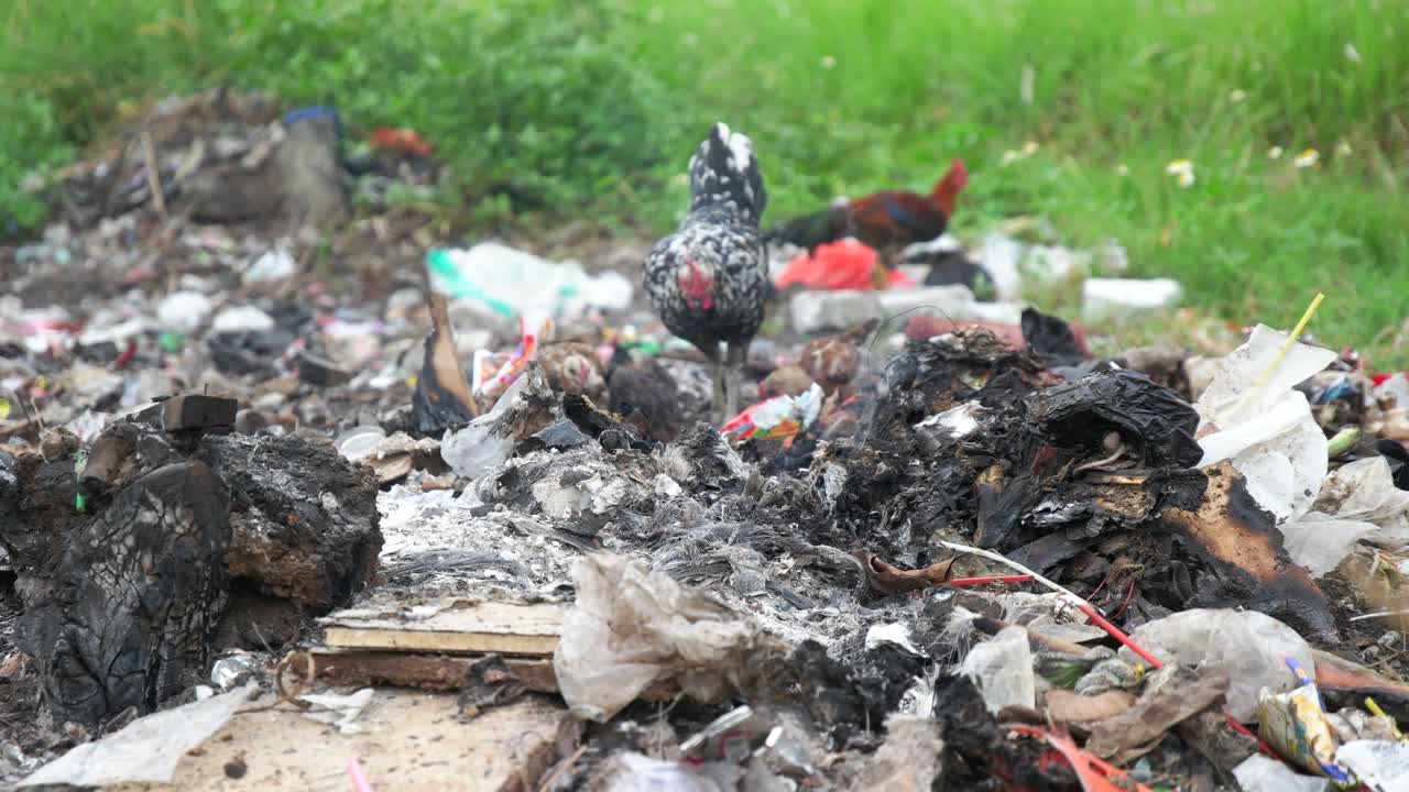 먹이를 찾는 닭 떼