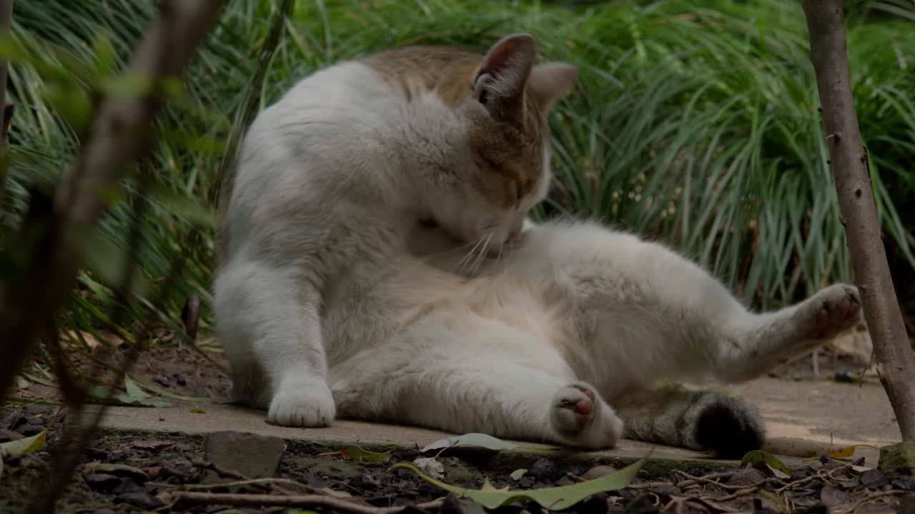 Un gatto bianco e tigrato che si lecca la coda in una giornata luminosa