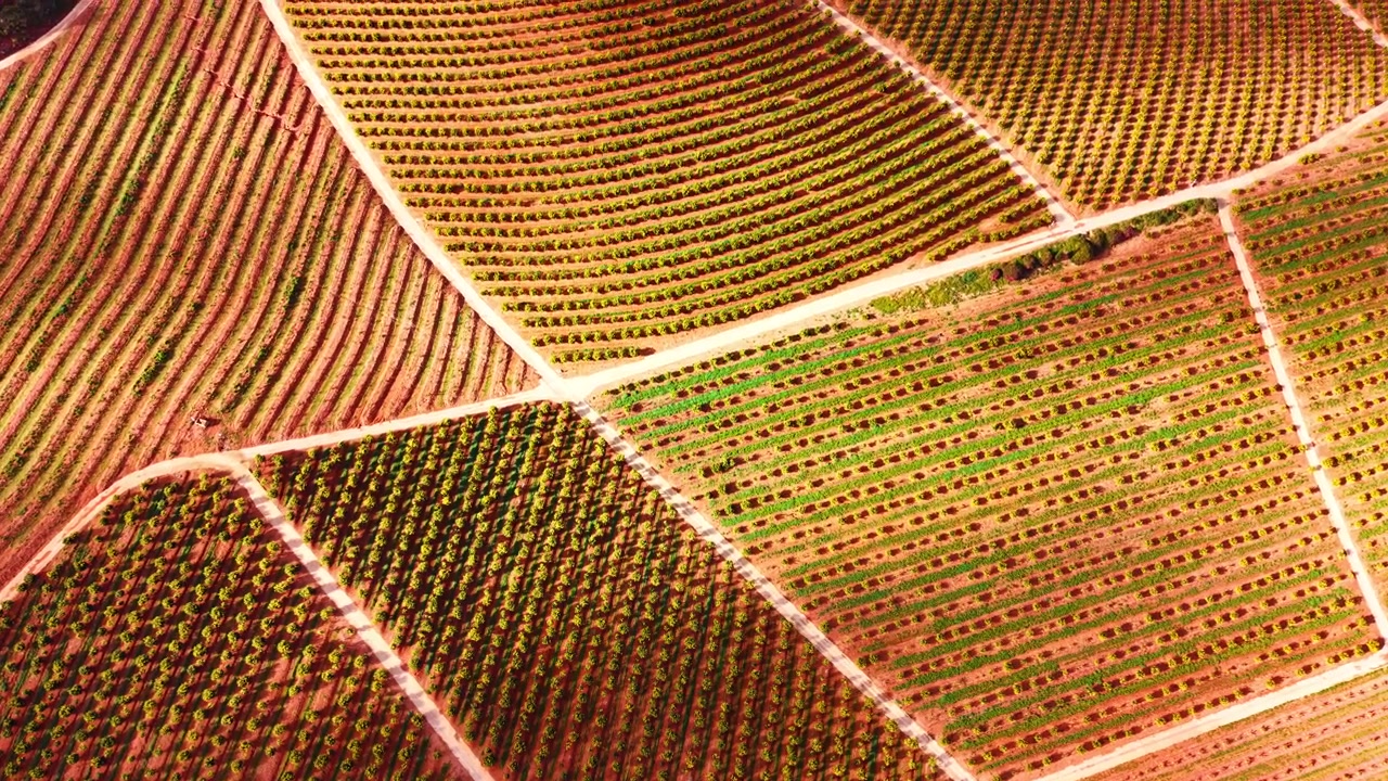 Aerial view of geometric citrus orchard plantation rows. Top down aerial drone shot of organized agricultural orange fruit tree rows with red terracotta soil and farm roads.