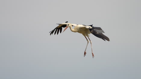 majestic white stork in flight, soaring in sky against cloudy day in nature, tracking shot close up