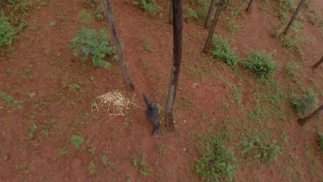 Luftaufnahme-Aus-Der-Vogelperspektive-Eines-Afrikanischen-Jägers,-Der-Durch-Einen-Wald-Geht-Und-Mit-Pfeil-Und-Bogen-Zielt-Und-Schießt