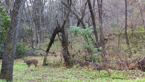 Three-female-whitetail-deer-wandering-casually-walking-through-a-clover-field-in-a-clearing-in-woods-in-early-winter