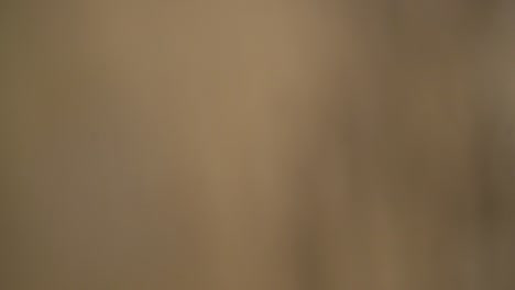 el ojo de un elefante